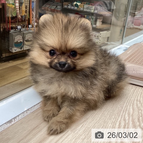 ポメラニアンの写真