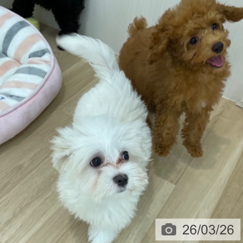神奈川県のマルチーズ (ペットプラス 相模原並木店/2026年1月1日生まれ/女の子/ホワイト)の子犬の4枚目の画像