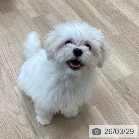 神奈川県のマルチーズ (ペットプラス 相模原並木店/2026年1月1日生まれ/女の子/ホワイト)の子犬の3枚目の画像