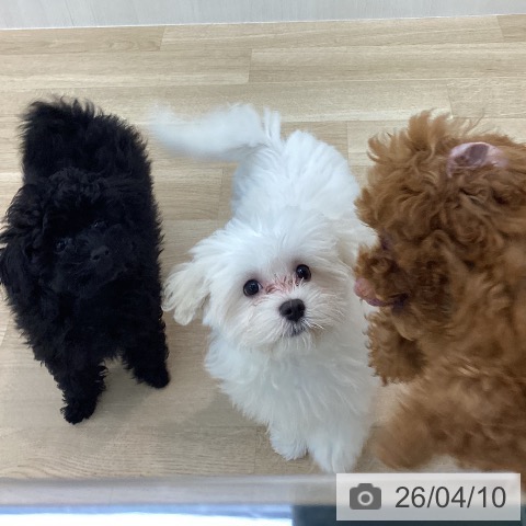 神奈川県のマルチーズ (ペットプラス 相模原並木店/2026年1月1日生まれ/女の子/ホワイト)の子犬の3枚目の画像