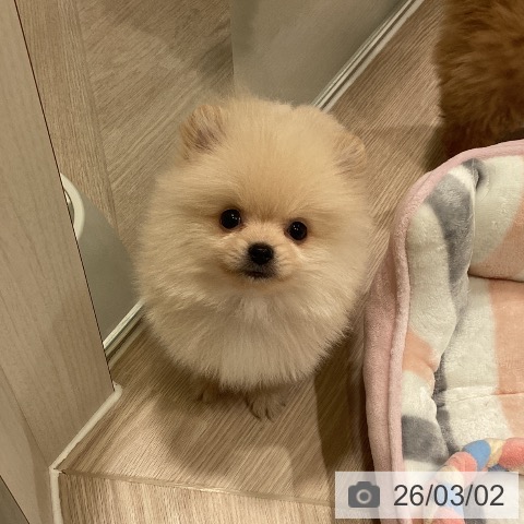 ポメラニアンの写真
