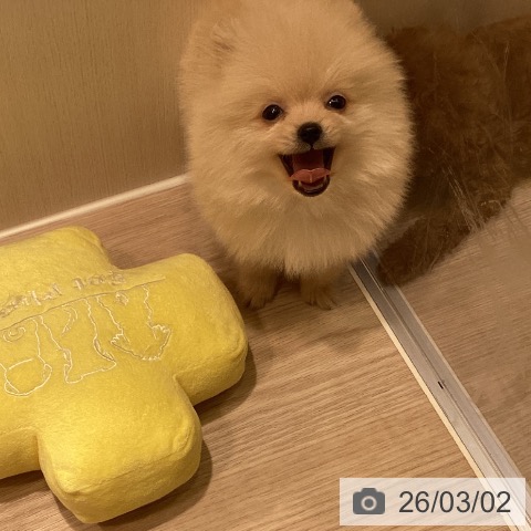 ポメラニアンの写真