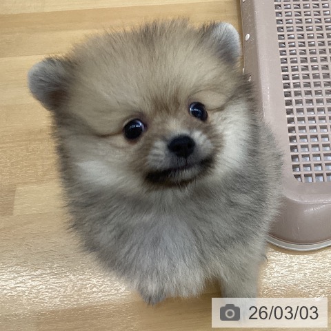 ポメラニアンの写真