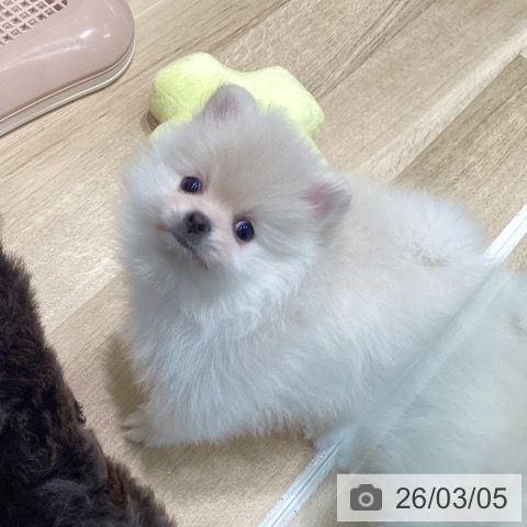 ポメラニアンの写真