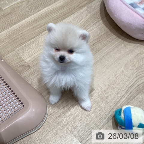 宮城県のポメラニアン (ペットプラス 仙台泉大沢店/2026年1月1日生まれ/女の子/クリーム)の子犬の4枚目の画像