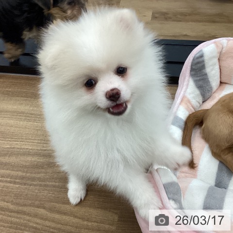 ポメラニアンの写真
