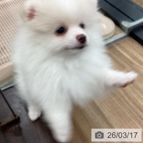 茨城県のポメラニアン (ペッツワン つくば店/2026年1月1日生まれ/男の子/クリーム)の子犬の4枚目の画像