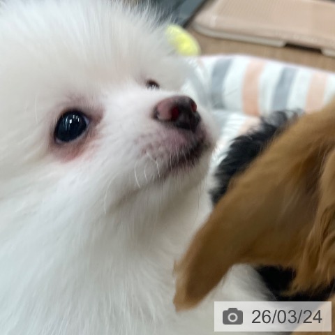 茨城県のポメラニアン (ペッツワン つくば店/2026年1月1日生まれ/男の子/クリーム)の子犬の3枚目の画像