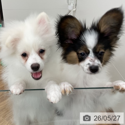 茨城県のポメラニアン (ペッツワン 阿見店/2026年1月1日生まれ/男の子/クリーム)の子犬の4枚目の画像