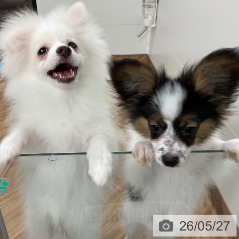 茨城県のポメラニアン (ペッツワン 阿見店/2026年1月1日生まれ/男の子/クリーム)の子犬の3枚目の画像