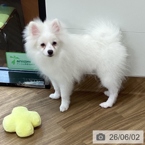 茨城県のポメラニアン (ペッツワン 阿見店/2026年1月1日生まれ/男の子/クリーム)の子犬の4枚目の画像