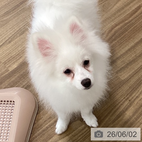 茨城県のポメラニアン (ペッツワン 阿見店/2026年1月1日生まれ/男の子/クリーム)の子犬の3枚目の画像