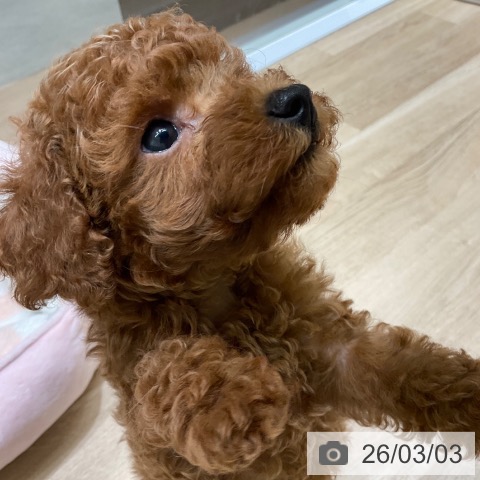 トイ・プードルの写真