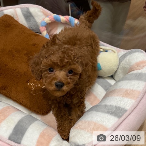 東京都のトイプードル(トイ) (ペットプラス 立川高島屋S.C.店/2026年1月1日生まれ/男の子/レッド)の子犬の4枚目の画像