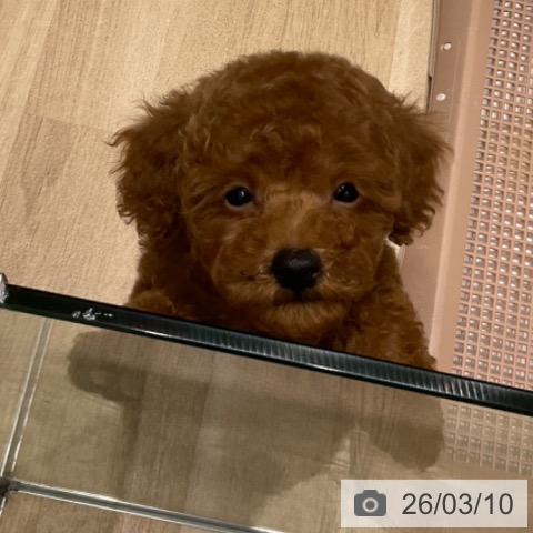 東京都のトイプードル(トイ) (ペットプラス 立川高島屋S.C.店/2026年1月1日生まれ/男の子/レッド)の子犬の3枚目の画像