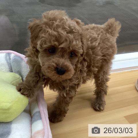 長野県のトイプードル(トイ) (ペットプラス 松本店/2025年12月25日生まれ/男の子/レッド)の子犬の4枚目の画像