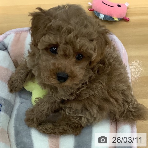 長野県のトイプードル(トイ) (ペットプラス 松本店/2025年12月25日生まれ/男の子/レッド)の子犬の3枚目の画像