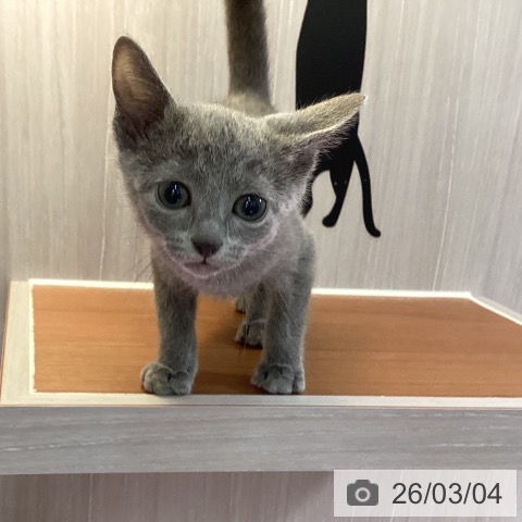 ロシアンブルーの写真