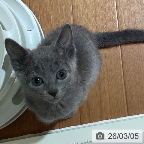 ロシアンブルーの写真