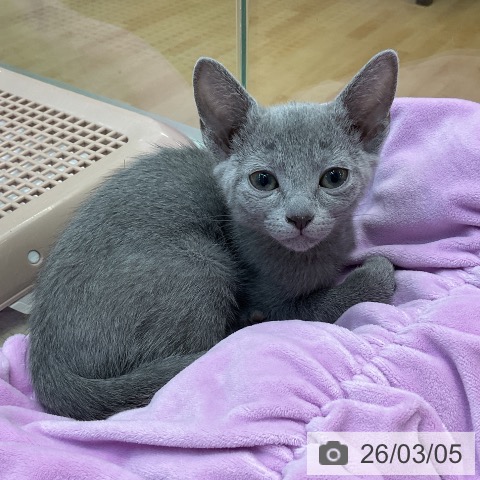 埼玉県のロシアンブルー (ペットプラス ららぽーと新三郷店/2025年12月31日生まれ/女の子/ブルー)の子猫の3枚目の画像