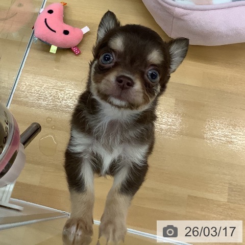 長野県のチワワ(ロング) (ペットプラス 松本店/2026年1月1日生まれ/男の子/チョコレートタン)の子犬の3枚目の画像