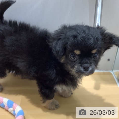 山梨県のチワワ(ロング) (ペットプラス 甲府昭和店/2025年12月30日生まれ/女の子/ブラックタンホワイト)の子犬の4枚目の画像