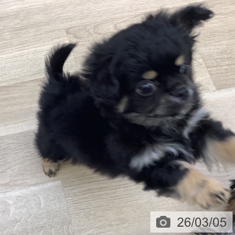 山梨県のチワワ(ロング) (ペットプラス 甲府昭和店/2025年12月30日生まれ/女の子/ブラックタンホワイト)の子犬の3枚目の画像