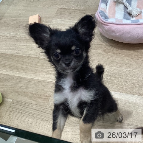 宮城県のチワワ(ロング) (ペットプラス 仙台泉大沢店/2025年12月30日生まれ/男の子/ブラックタンホワイト)の子犬の3枚目の画像