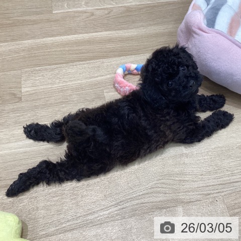 トイ・プードルの写真