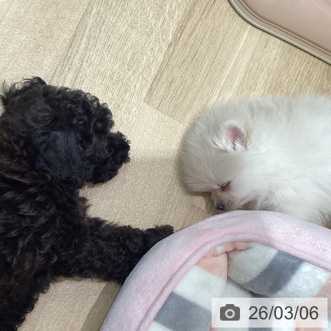 宮城県のトイプードル(トイ) (ペットプラス 仙台泉大沢店/2026年1月1日生まれ/女の子/ブラックタン)の子犬の3枚目の画像