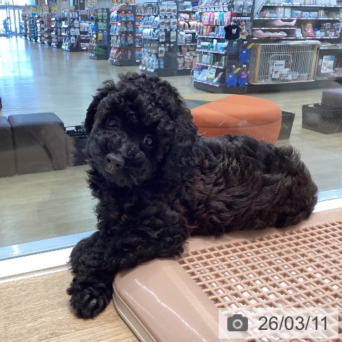 宮城県のトイプードル(トイ) (ペットプラス 仙台泉大沢店/2026年1月1日生まれ/女の子/ブラックタン)の子犬の3枚目の画像
