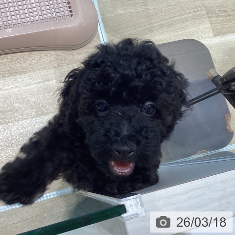 宮城県のトイプードル(トイ) (ペットプラス 仙台泉大沢店/2026年1月1日生まれ/女の子/ブラックタン)の子犬の3枚目の画像