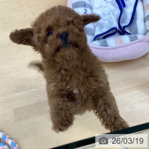 トイ・プードルの写真