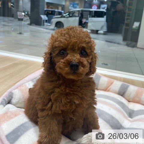 埼玉県のトイプードル(トイ) (ペットプラス 羽生店/2026年1月1日生まれ/女の子/レッド)の子犬の4枚目の画像