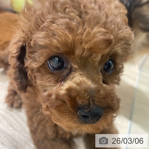 埼玉県のトイプードル(トイ) (ペットプラス 羽生店/2026年1月1日生まれ/女の子/レッド)の子犬の3枚目の画像