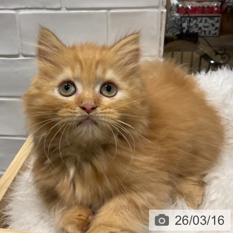 埼玉県のミヌエット (ペットプラス コクーンシティ店/2025年12月31日生まれ/男の子/レッドタビー)の子猫の4枚目の画像