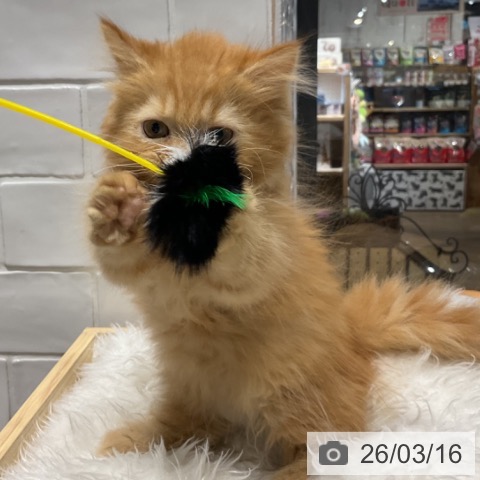 埼玉県のミヌエット (ペットプラス コクーンシティ店/2025年12月31日生まれ/男の子/レッドタビー)の子猫の3枚目の画像