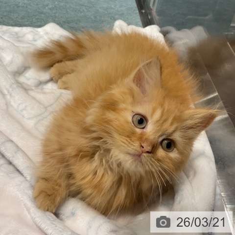 埼玉県のミヌエット (ペットプラス コクーンシティ店/2025年12月31日生まれ/男の子/レッドタビー)の子猫の3枚目の画像