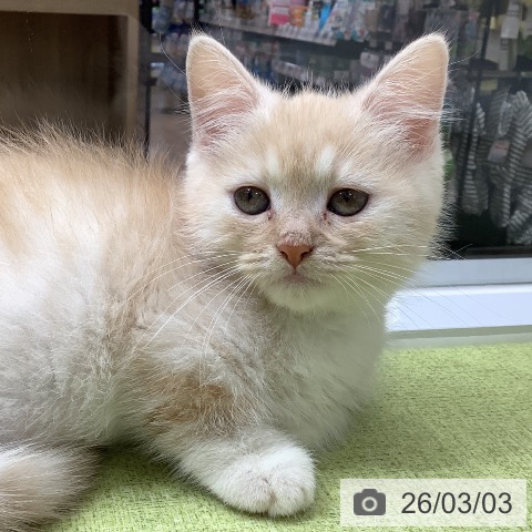 ミヌエットの写真