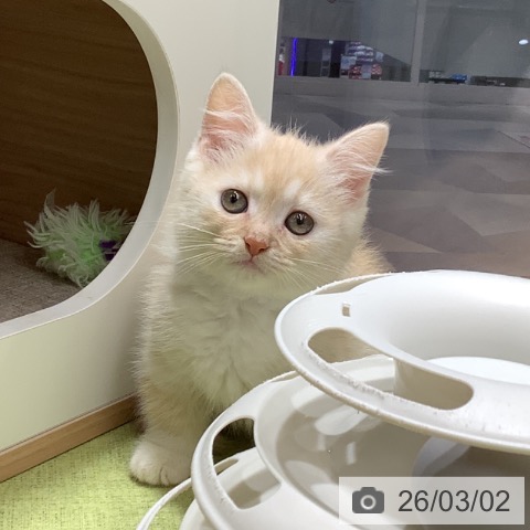 ミヌエットの写真