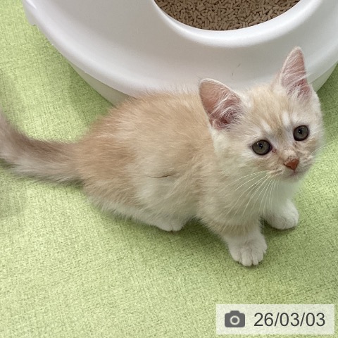 ミヌエットの写真