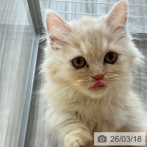 群馬県のミヌエット (ペットプラス イオンモール太田店/2025年12月31日生まれ/女の子/クリームタビー)の子猫の3枚目の画像