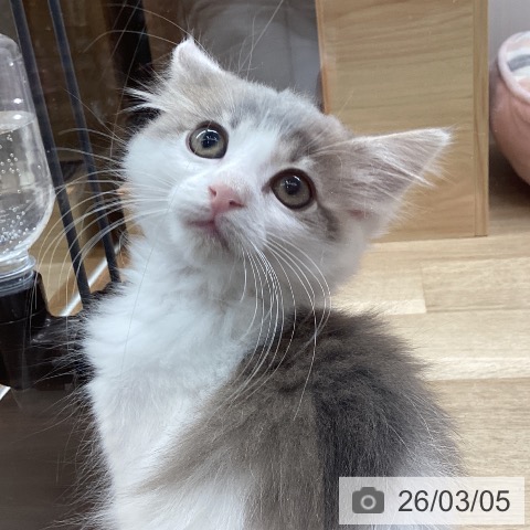 ノルウェージャンフォレストキャットの写真