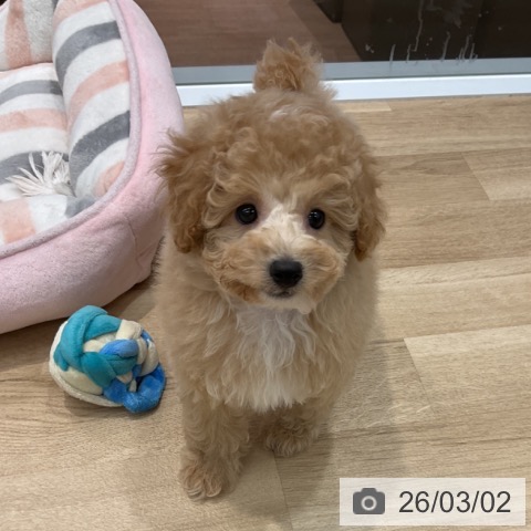 トイ・プードルの写真