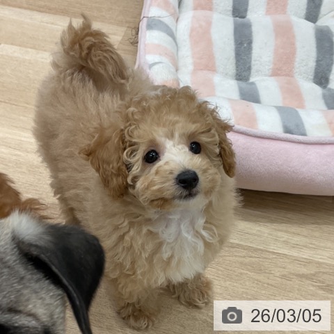 群馬県のトイプードル(トイ) (ペットプラス イオンモール太田店/2025年12月29日生まれ/男の子/ペールフォーン)の子犬の3枚目の画像