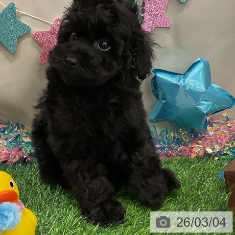 トイ・プードルの写真