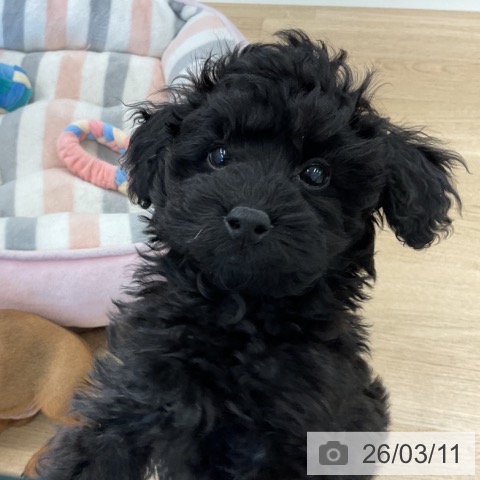 千葉県のトイプードル(トイ) (ペットプラス コトエ流山おおたかの森店/2026年1月2日生まれ/男の子/ブラック)の子犬の4枚目の画像