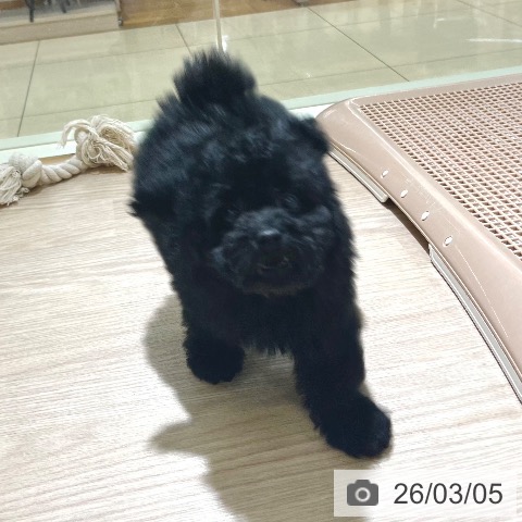 トイ・プードルの写真