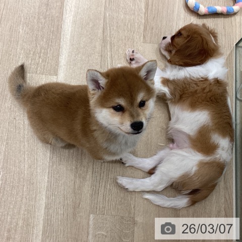 宮城県の柴犬(標準サイズ) (ペットプラス 仙台上杉店/2026年1月2日生まれ/女の子/赤)の子犬の4枚目の画像
