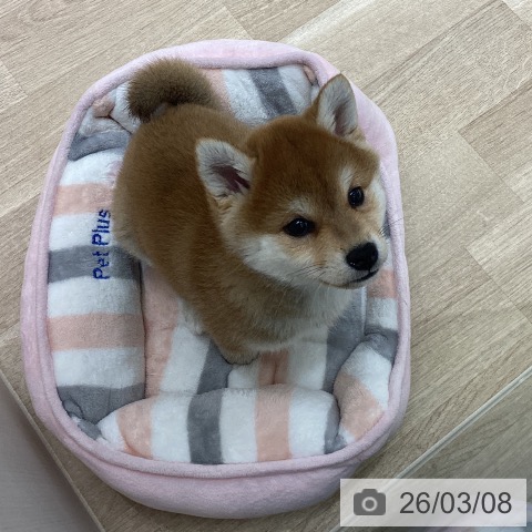 宮城県の柴犬(標準サイズ) (ペットプラス 仙台上杉店/2026年1月2日生まれ/女の子/赤)の子犬の3枚目の画像